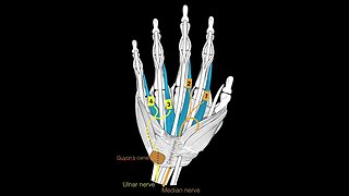 Hand Muscles