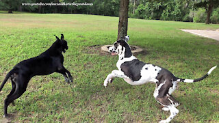 Funny Great Danes Hit the Ground Running Ready to Rumble