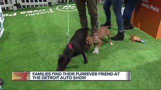 Pet adoption fair at North American International Auto Show