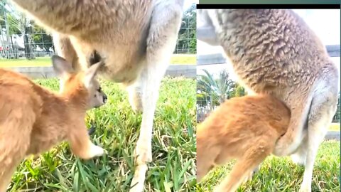 Child Kangaroo Come Her Mother inside of Belly pouch