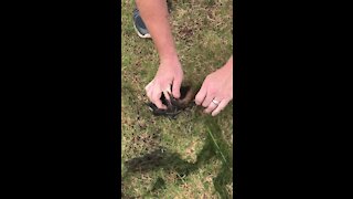 Duck rescued from certain death after getting tangled in lawn netting
