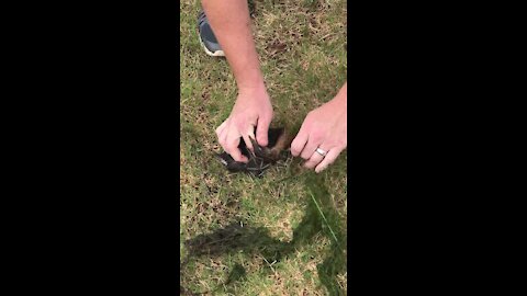 Duck rescued from certain death after getting tangled in lawn netting