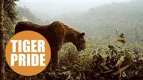 Sumatran tigers 'clinging to survival' due to deforestation