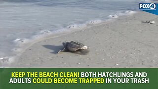Red tide's impact on 2019 sea turtle nesting season