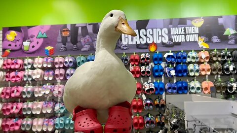 I took my duck to Crocs 🐊🦆