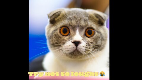 Funniest cats and dogs Cute and || Funny Cat Videos Compilation || try not to laugh 😂