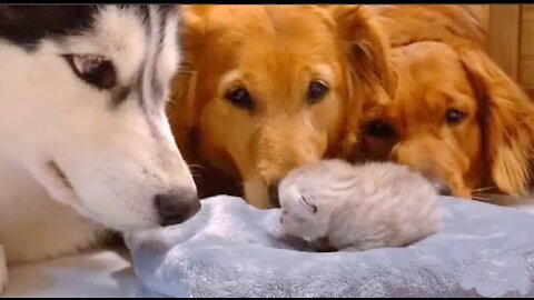 Golden Retrievers and Husky Meeting Their Friends Newborn Kitten