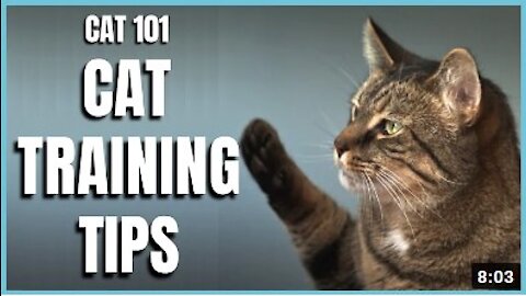 Cats 101: Basic Cat Training Tips