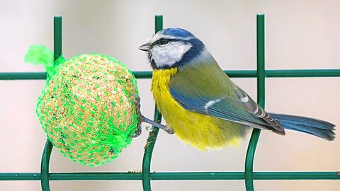 Blue Tits Gorging on a Ball of Fat