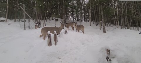 Deer skittish deep in snow