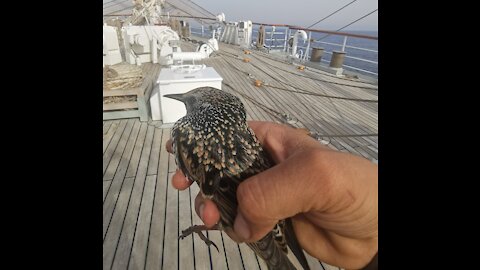 A pair of hungry birds asking for help from a ship's crew.