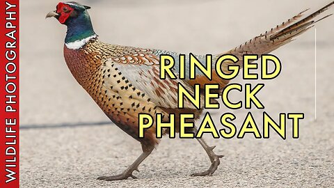 The Ringed Necked Pheasant - Facts of Wildlife Photography
