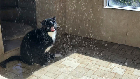Funny cat would rather shower than watch birds