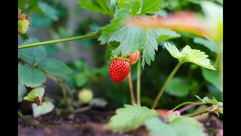 Spring Garden Must-haves: Discover The Best Seeds To Sow In February!