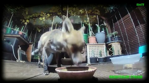 🦊Vixen with sarcoptic mange takes her Ivermectin medicine - Amazon Ring Doorbell footage