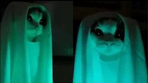 OMG! Ghost Cat Funny And Cute Cats