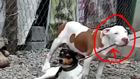 Nice Dog Steps In To Help His Tied-Up Friend Go Free🐕
