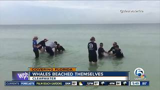 Crews rescue 2 distressed pygmy killer whales off Florida's Gulf Coast
