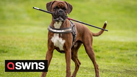 Greedy dog swallows 16 GOLF BALLS on his morning walkies