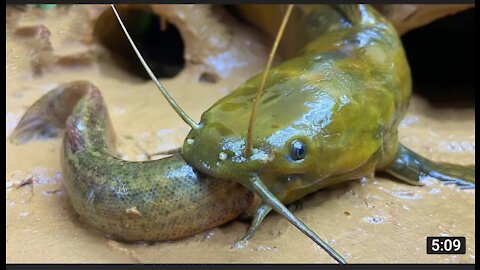 Stop Motion ASMR - Mukbang Catch Giant Frogs, Catfish In The Cave Primitive Cooking Cuckoo