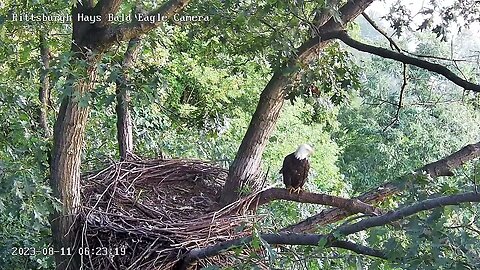 Hays Eagles Dad visits the Nest Leaves a Plume Feather 623am 8.11.23