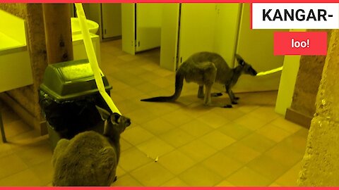 Brit stumbled upon two kangaroos chomping on TOILET ROLL