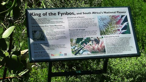 SOUTH AFRICA - Cape Town - Kirstenbosch National Botanical Garden (Video) (kwD)