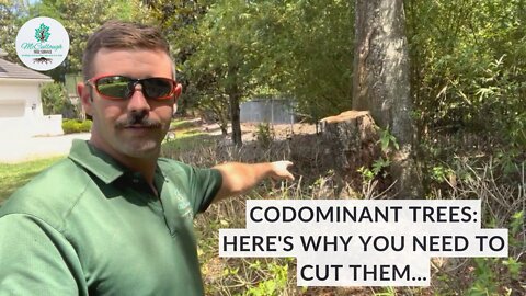 Codominant Tree Trunks: Dangers and Solutions | Tree Cutting & Removal