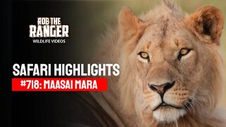 Safari Highlights #718: 03 September 2022 | Maasai Mara/Zebra Plains | Latest Wildlife Sightings