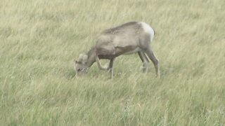 Badlands National Park Bighorn Sheep