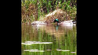 Ducks