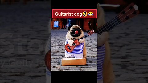 guitarist dog 🤣😂 | ua58sb #shorts #animals #funnyanimals