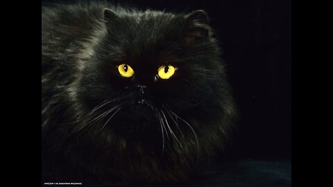 Angry Black Cat