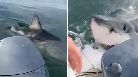 Big white shark tried to join a family vacation