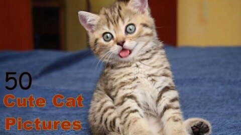cute cat status | Cat status full screen |cat status 2022 |cats status whatsapp #cutecat #cute #love