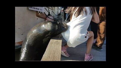 Sea lion drags girl into Steveston waters girl