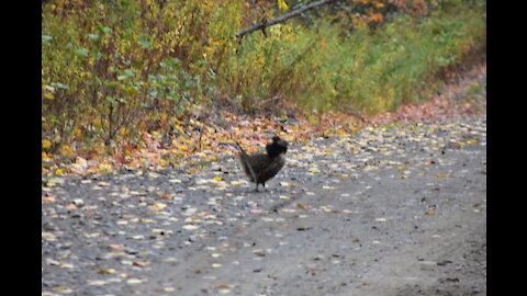 Maine Grouse Hunting Compilation Video