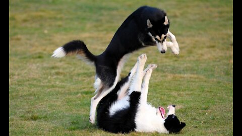 Two Dogs Are Playing With Each Other