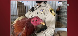 Police rescue 300 roosters used for cockfighting in Las Vegas neighborhood