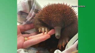 Busch Gardens Tampa Bay debuts rare baby puggle