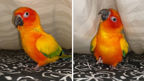 Parrot loves to run and play with owner under the sheets