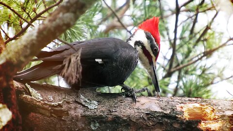 Georgia Pileated Woodpecker