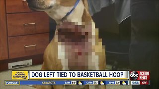 Dog left tied to basketball hoop