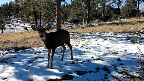 Young Buck Mule Deer Walks Right Up To Me