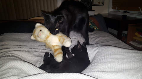 Black cat brings stuffed animal to bed