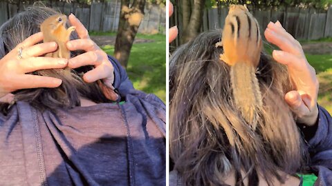 Chipmunk rescued from cat takes refuge in woman's hair