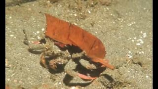 Caranguejo usa folha como seu esconderijo