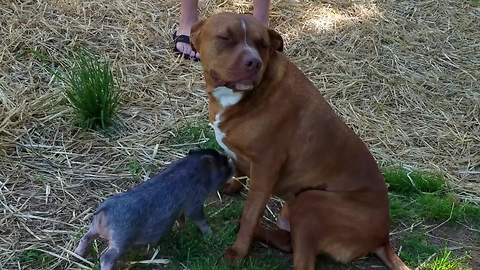 Pig Loves Dog So Much It Can’t Stop Licking It
