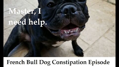 French Bull Dog Constipation Episode