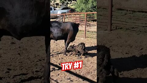 Baby Calf's FIRST Time Standing Up #getmuddy #ranchlife #betterbeef #farmlife